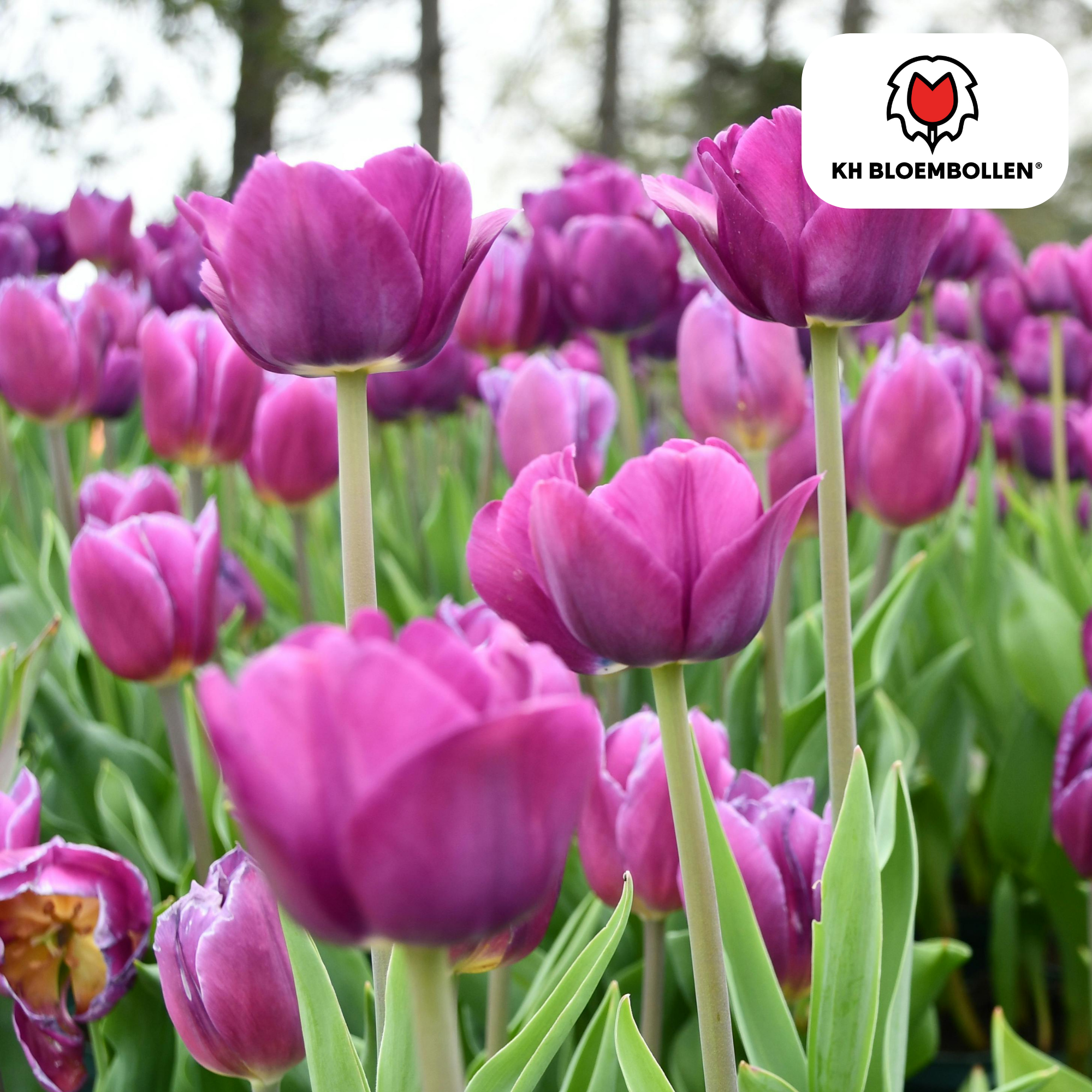 Tulpen pflanzen: Der richtige Zeitraum und die besten Tipps für einen blühenden Frühling