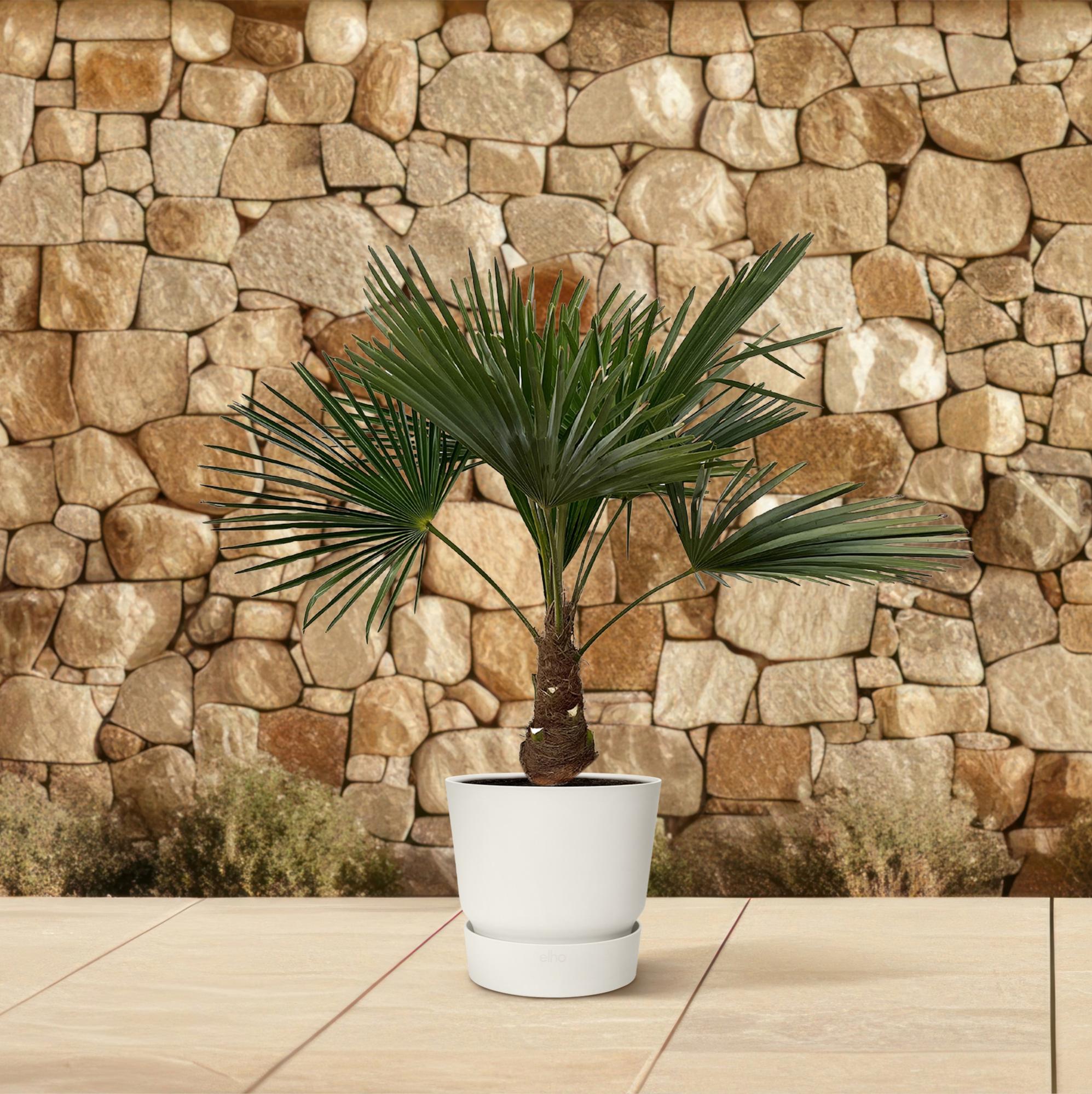 So groß wird eine chinesische Hanfpalme (Trachycarpus fortunei)