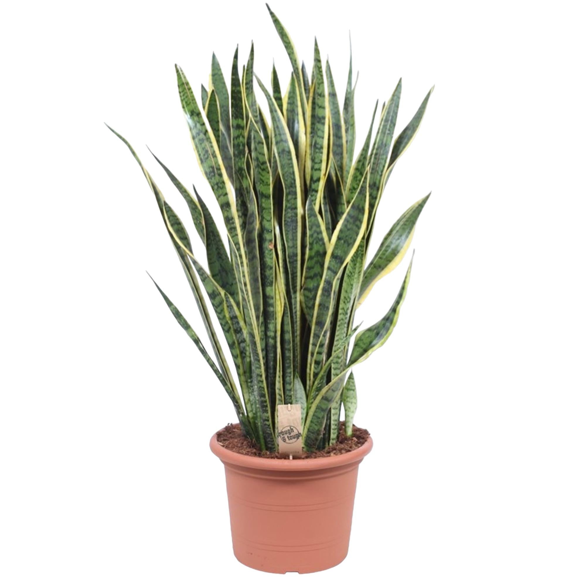 Bogenhanf - Sansevieria Laurentii | 100 cm | Ø35 cm