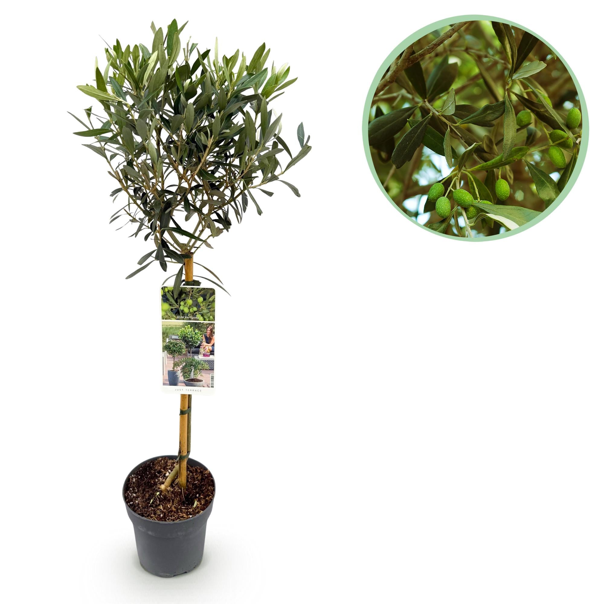 Olivenbaum – Olea europaea | 90 cm | Ø 19 cm