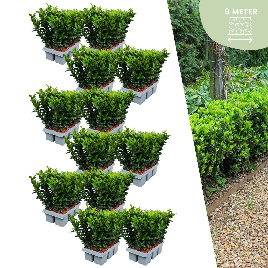 72x Spindelstrauch 'Green Spire' – Euonymus japonicus | Für 9 Meter Hecke | 15 cm hoch | Ø7 cm Topf