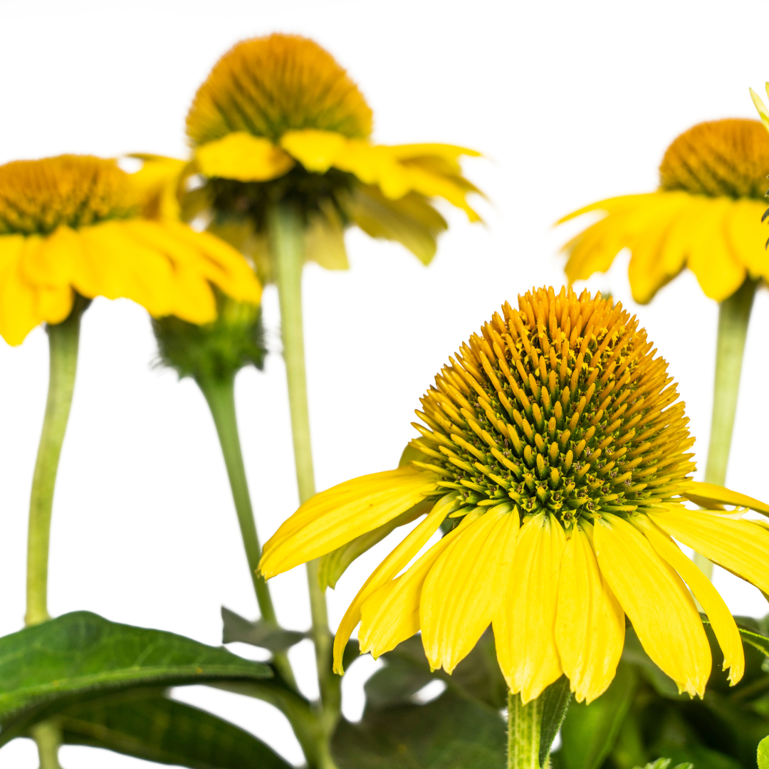 Purpur-Sonnenhut - Echinacea purpurea Yellow | 60-70 cm | Ø19 cm