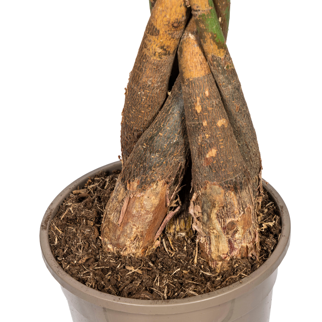 Glückskastanie - Geldbaum - Pachira Aquatica | 120 - 140cm | Ø24cm