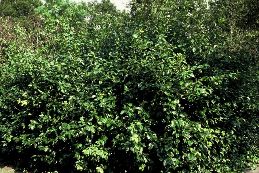 48x Purpurspindelstrauch - Euonymus fort. 'Coloratus' | 10-25cm | Ø9cm