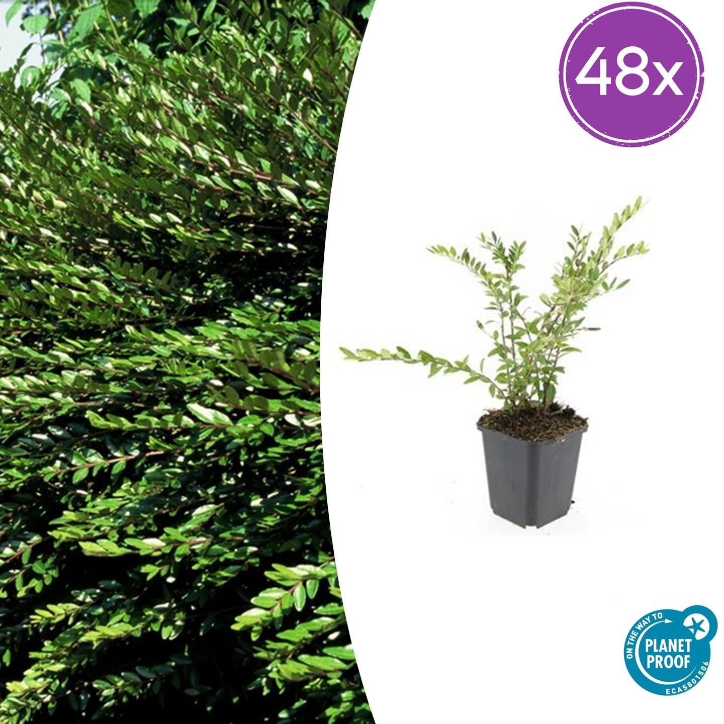 48x Heckenkirsche - Lonicera pileata | 10-25cm | Ø9cm