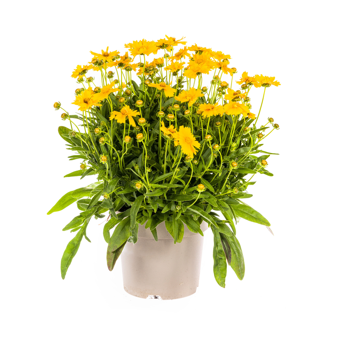 Großblumige Mädchenauge - Coreopsis grandiflora | 50-60 cm | Ø19 cm