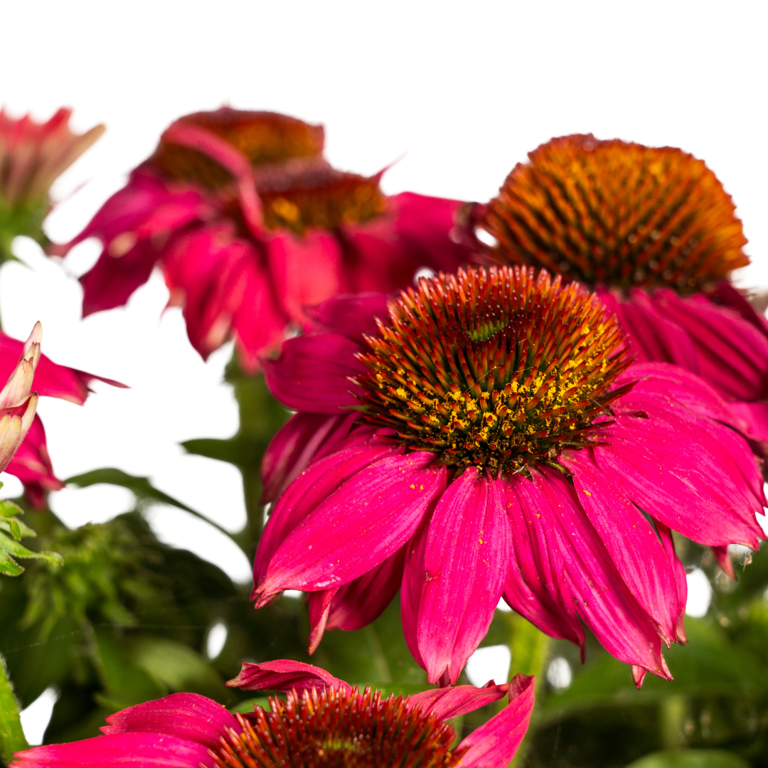 Purpur-Sonnenhut - Echinacea purpurea Purple | 60-70 cm | Ø19 cm