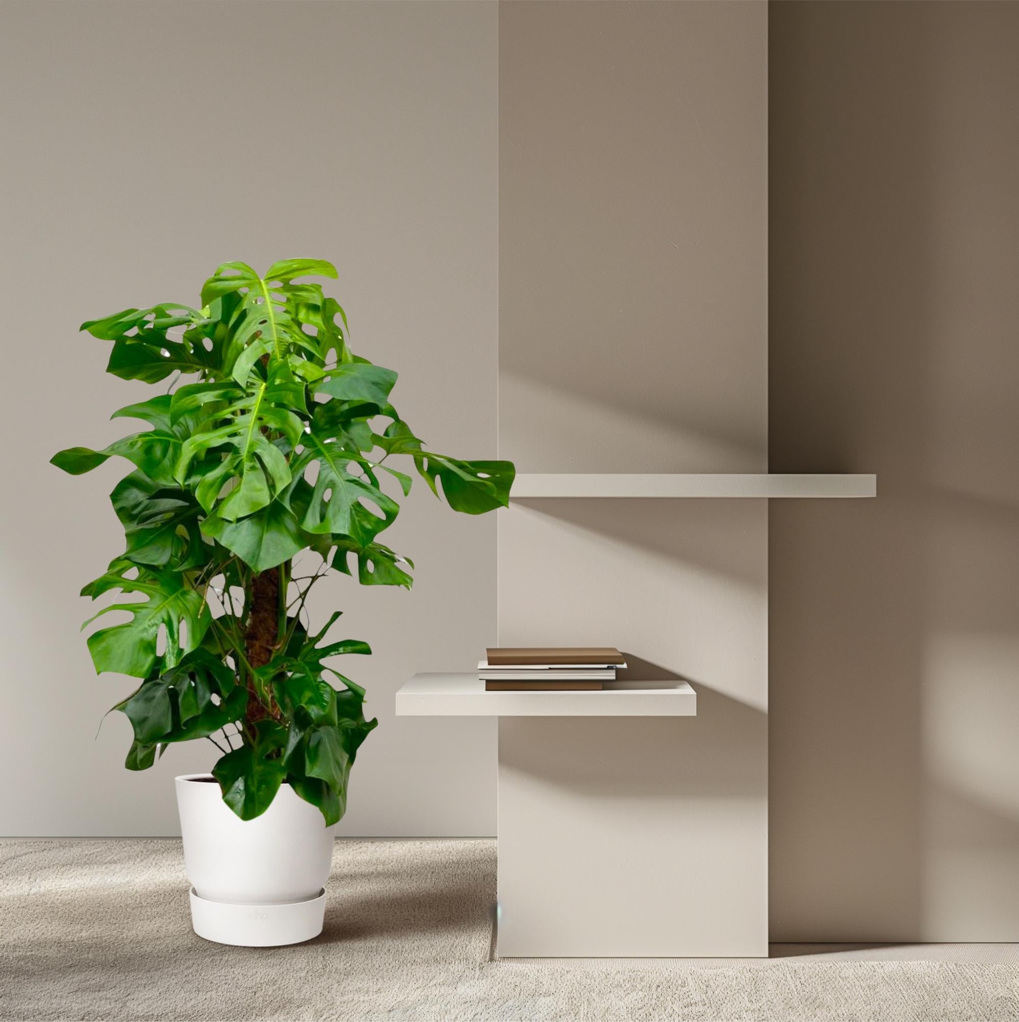 Fensterblatt – Monstera Deliciosa XXL | 150 cm | Ø24 cm