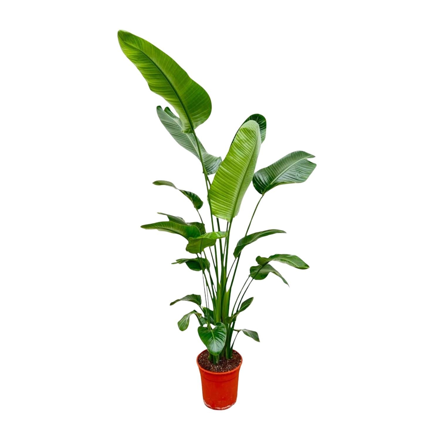 Strelitzia Nicolai - Weiße Paradiesvogelblume | 190 cm | Ø27 cm