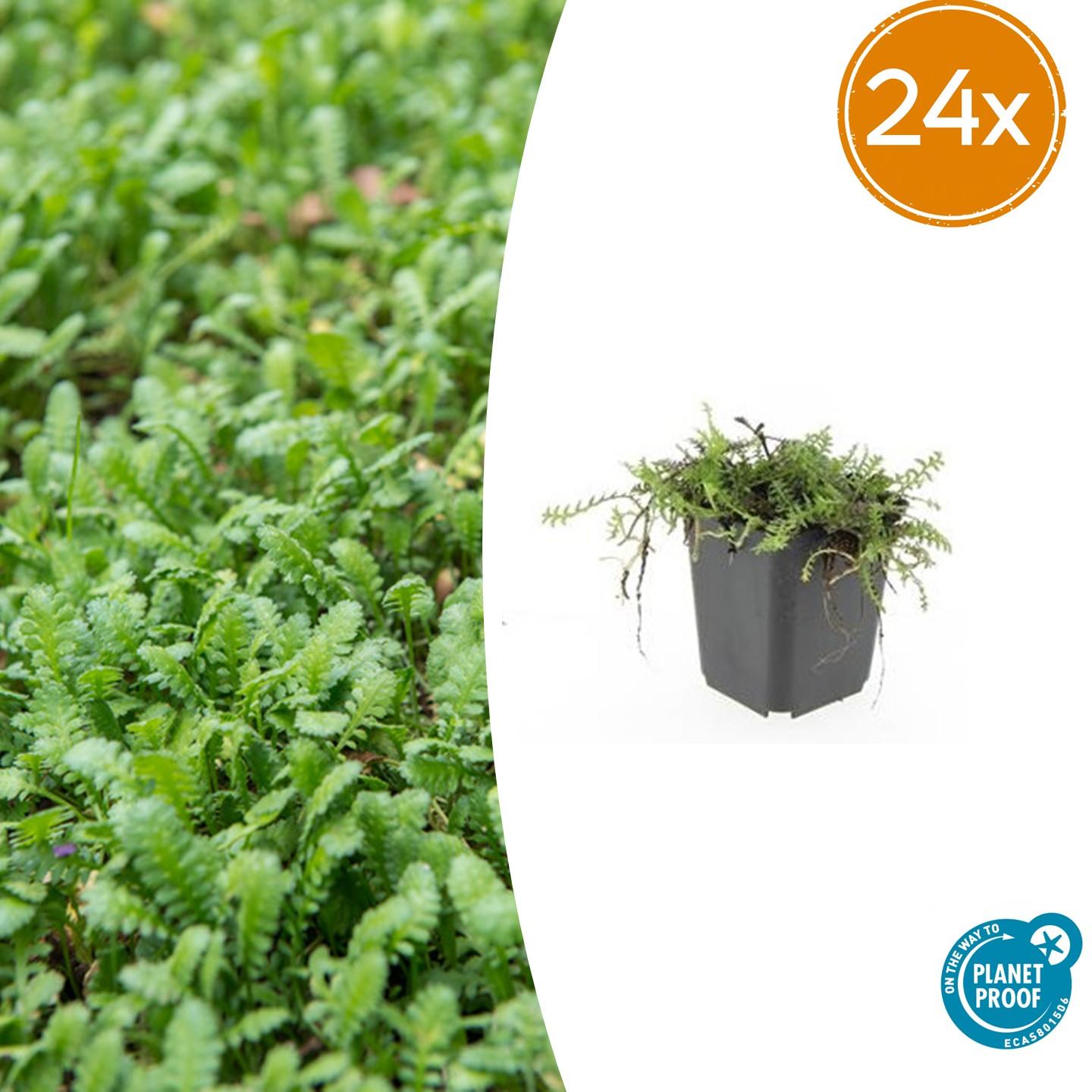 24x Braunes Fiederpolster - Leptinella squalida | 10-25cm | Ø9cm