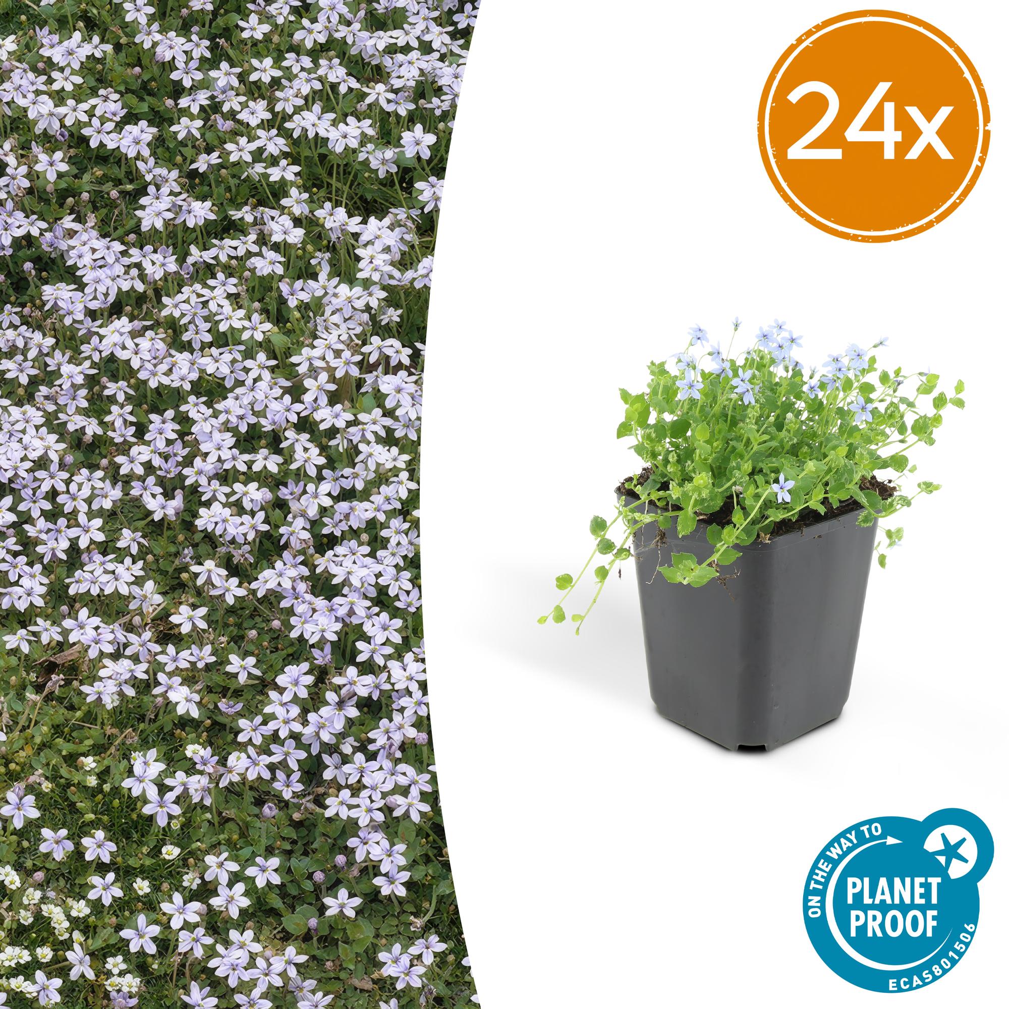 24x Sumpfglockenblume - Isotoma fluviatilis | 10-25cm | Ø9cm