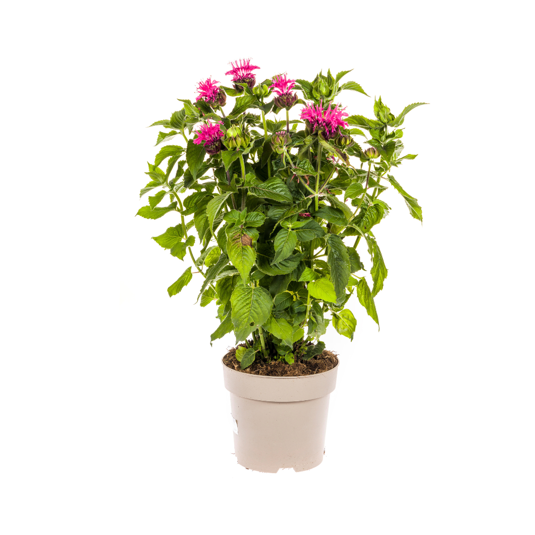 Purpur-Malve - Monarda Didyma Pink | 45-60 cm | Ø19 cm
