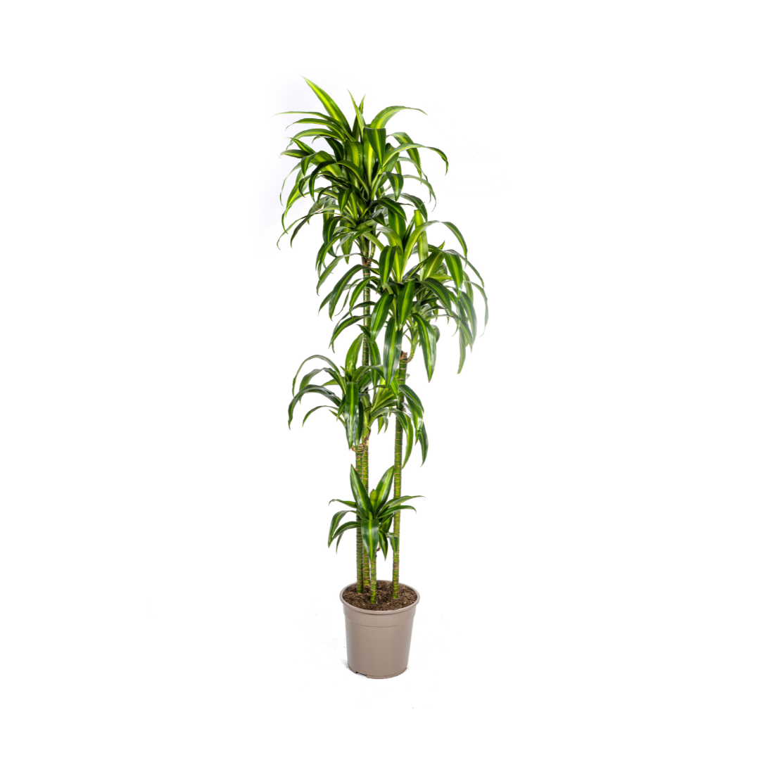 Drachenbaum - Dracaena Deremensis Hawaiian Sunshine | 170 - 190cm |  Ø27cm