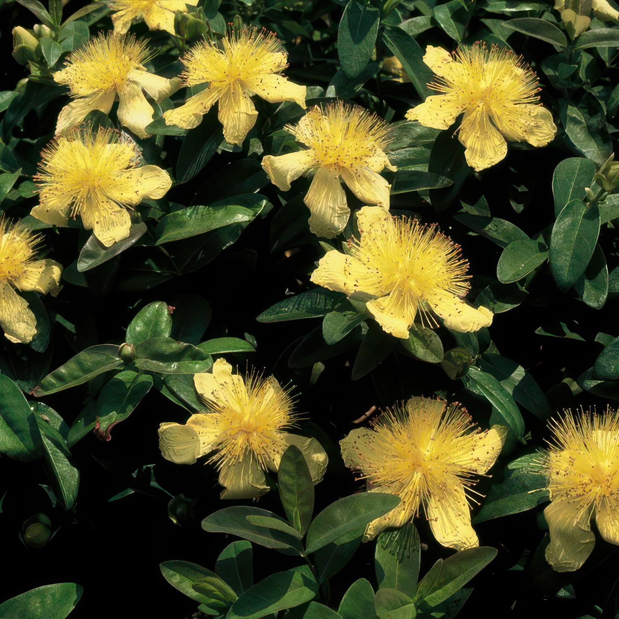 48x Großblütiges Johanniskraut - Hypericum calycinum | 10-25cm | Ø9cm