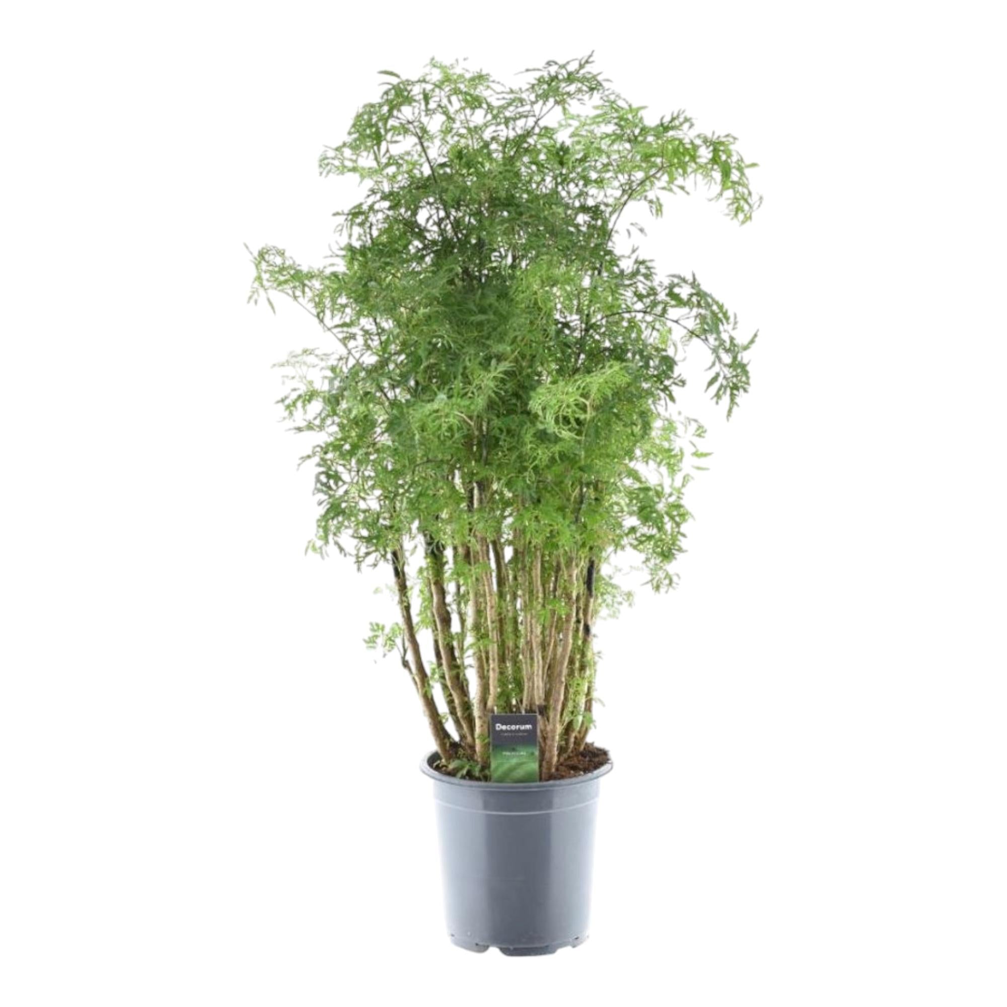 Aralia - Polyscias Hawaiiana Ming | 100 cm | Ø24cm