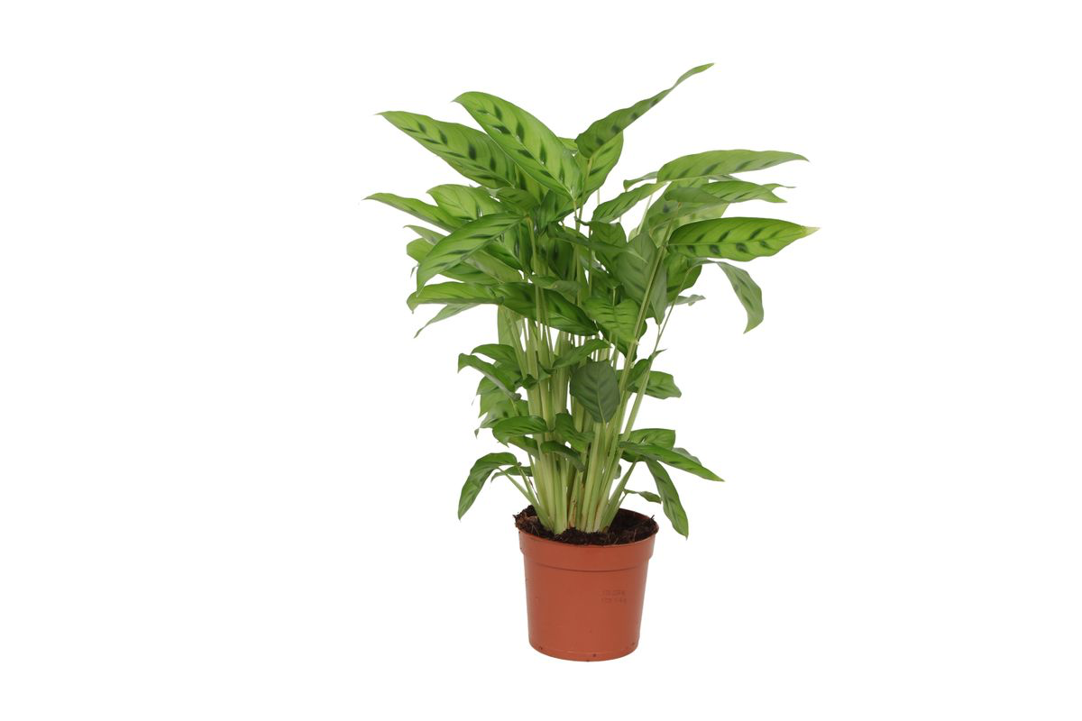 Leoparden-Korbmarante - Calathea Leopardina | 40 cm | Ø12cm