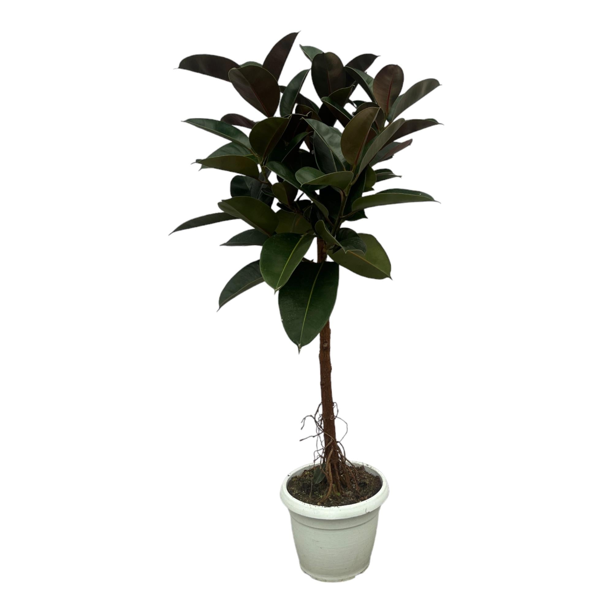 Gummibaum auf Stamm - Ficus Elastica Robusta | 130 cm | Ø24cm