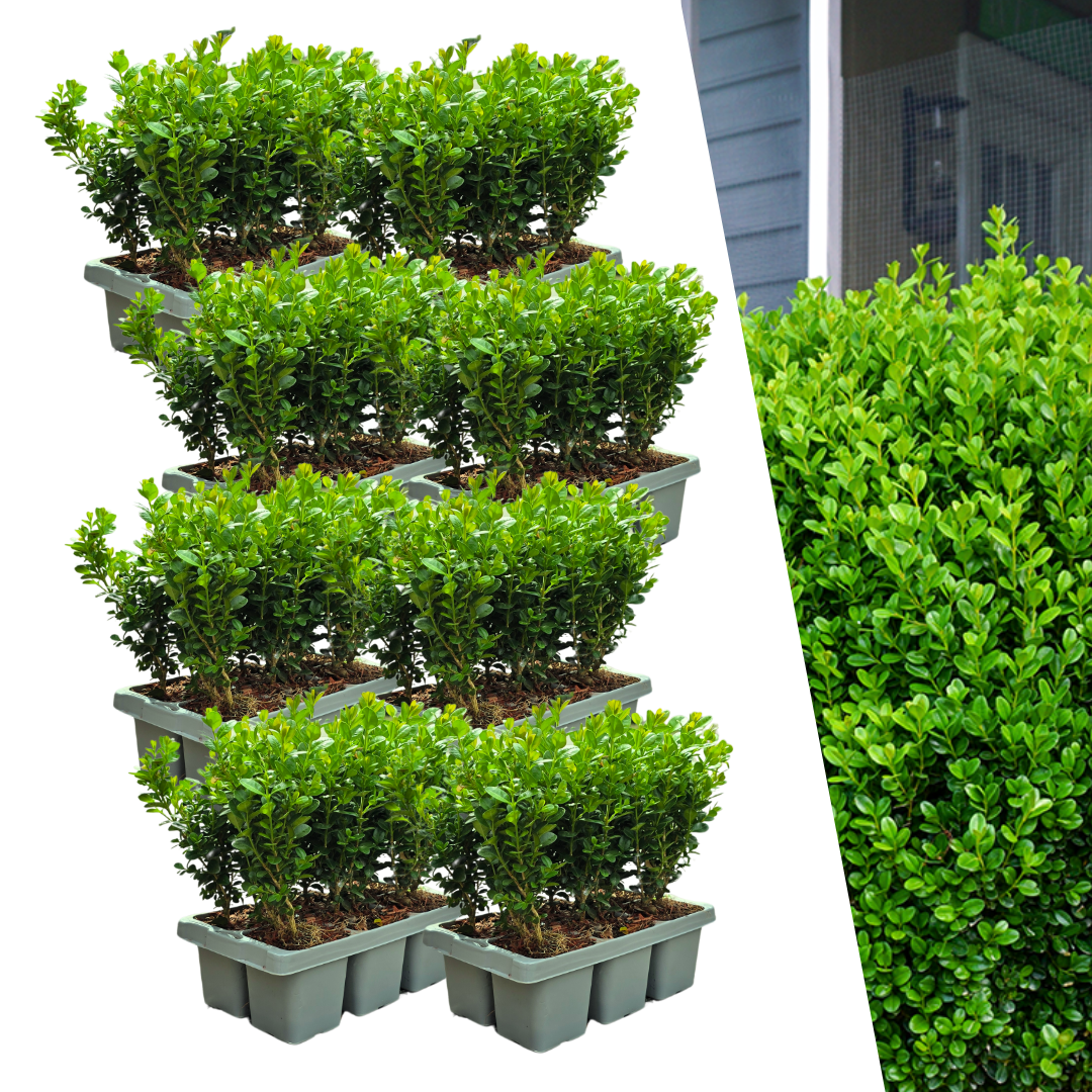 48x Buchsbaum 'NewGen Freedom' | je Ø7 cm – ↕15 cm