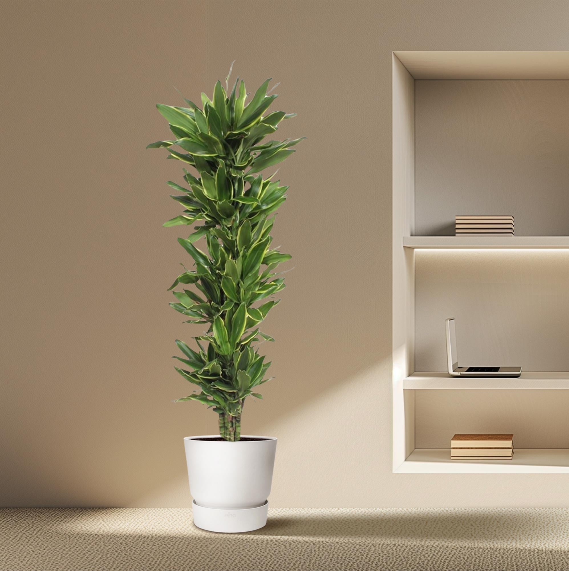 Drachenbaum – Dracaena Golden Coast | 200cm | Ø34cm