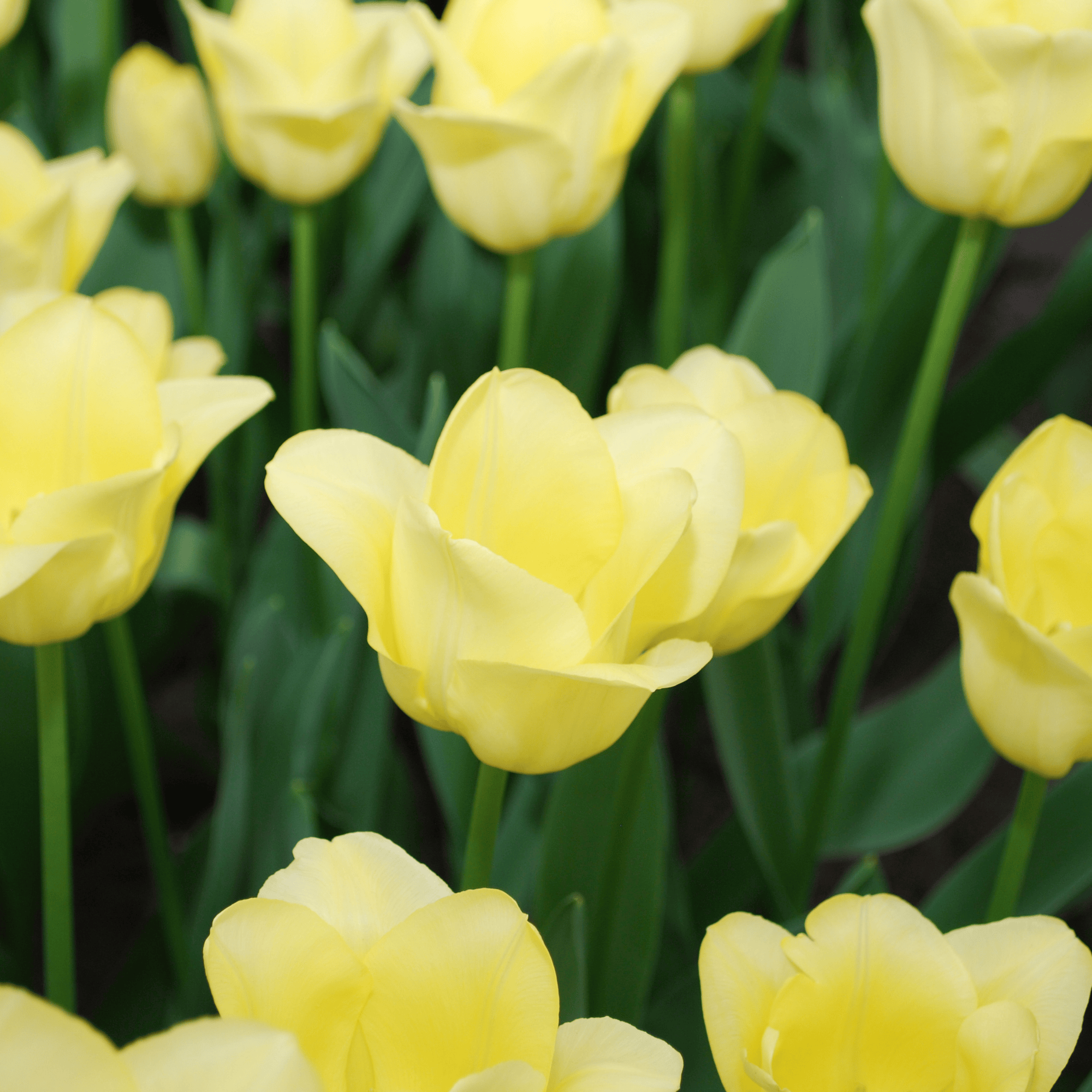 Tulpenzwiebeln 'World Friendship' Hellgelbe Tulpe – 20 Stück | Größe 11/12