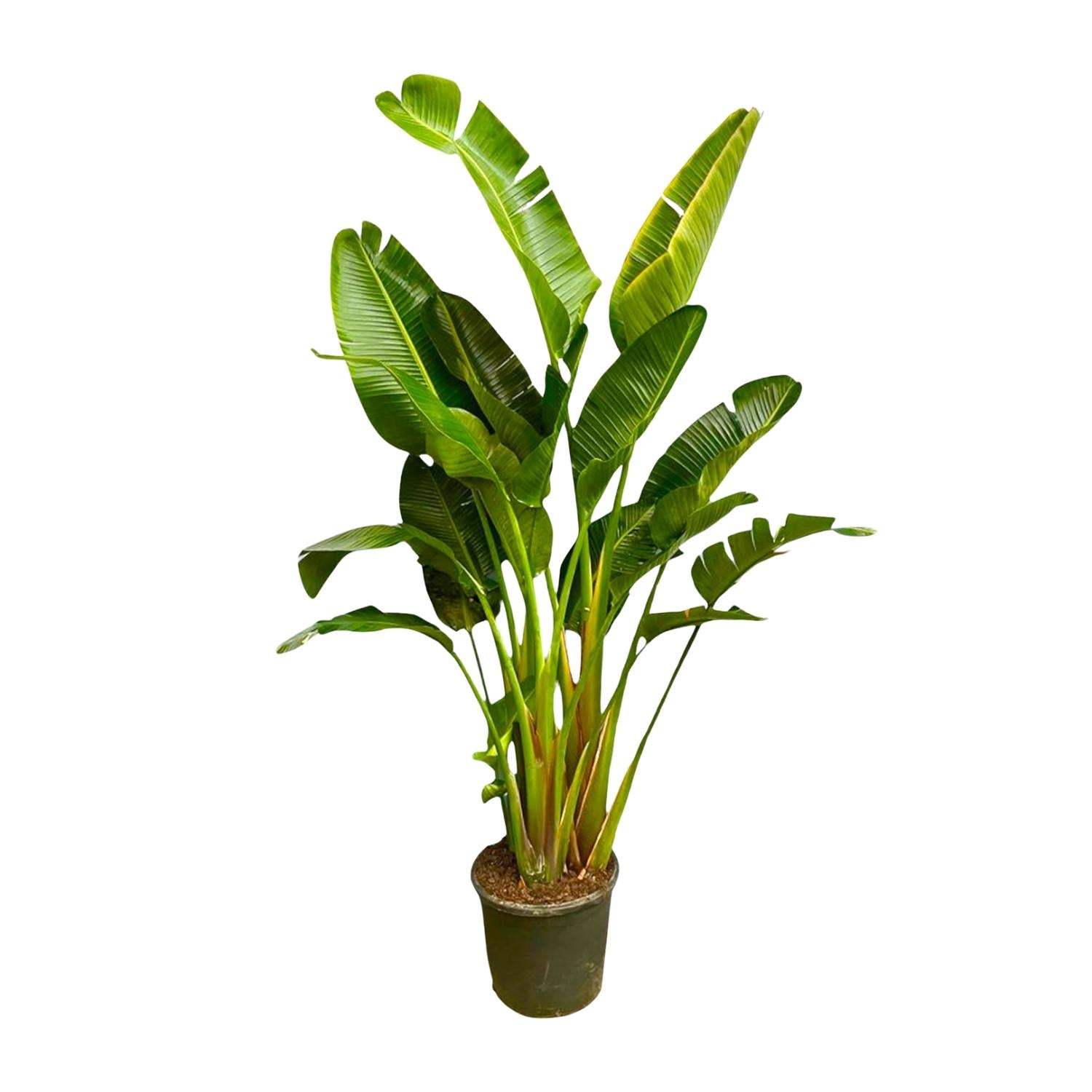 XXL Weiße Paradiesvogelblume - Strelitzia Augusta Multistamm | 250 cm | Ø50 cm