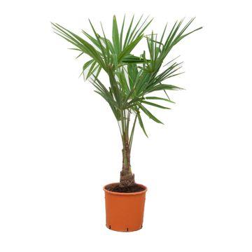 Chinesische Hanfpalme - Trachycarpus Fortunei | 130cm