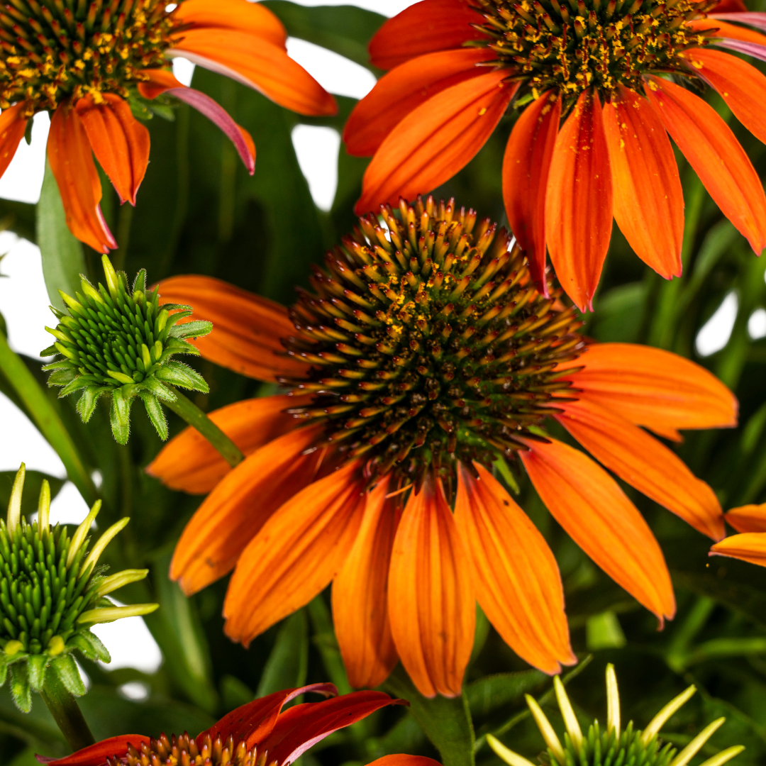 Purpur-Sonnenhut - Echinacea purpurea Orange | 60-70 cm | Ø19 cm