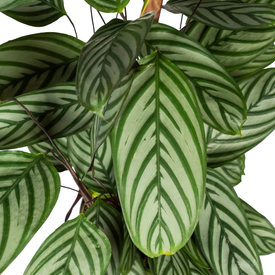Korbmarante - Calathea Oppenheimiana | 80 - 100cm | Ø24cm