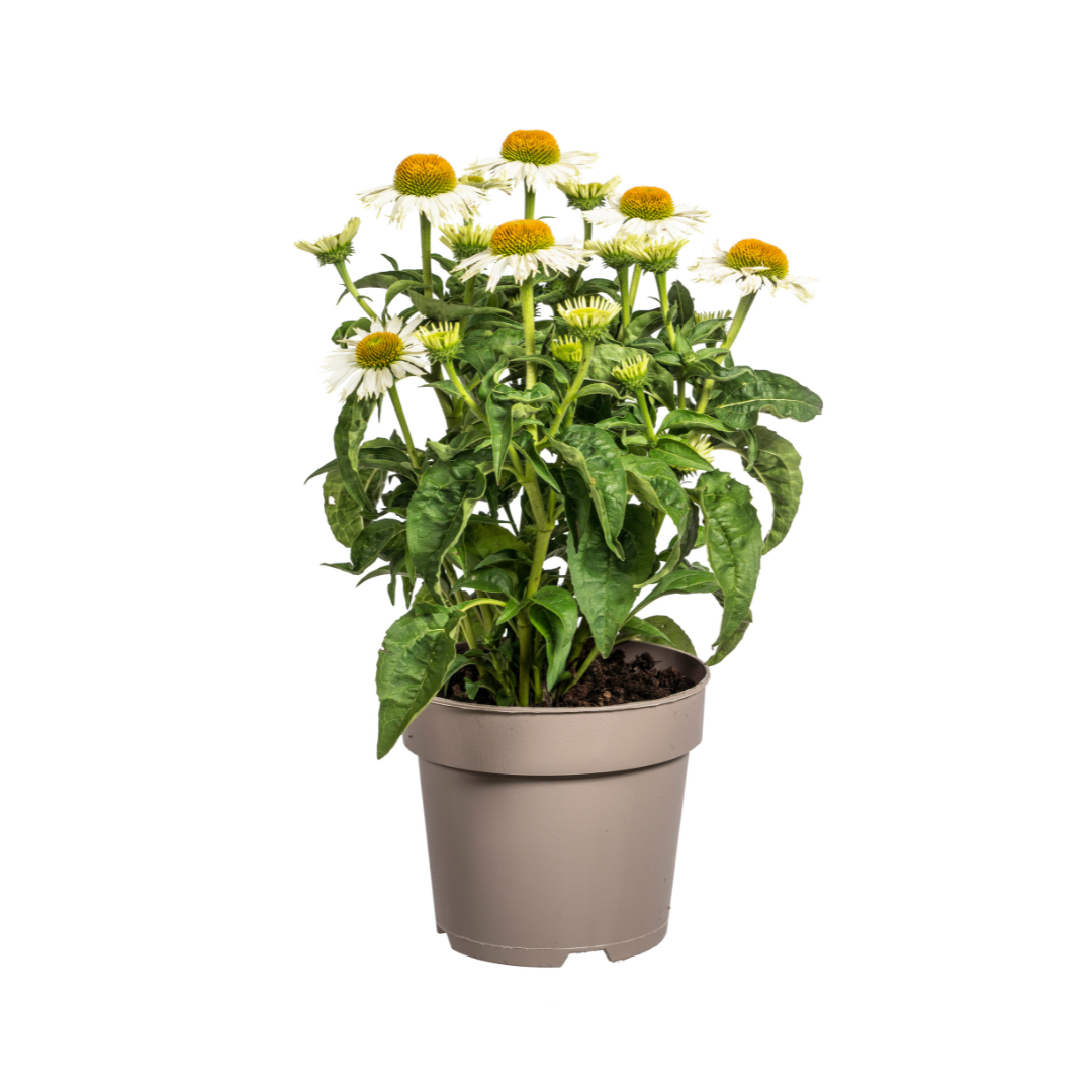Purpur-Sonnenhut - Echinacea purpurea White | 60-70 cm | Ø19 cm