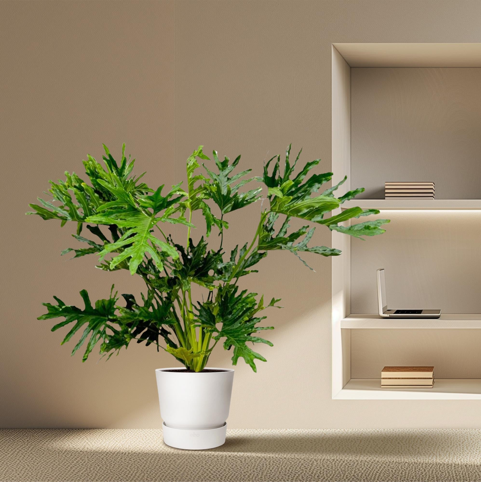 Philodendron Selloum - Baumfreund | 100 cm | Ø27 cm