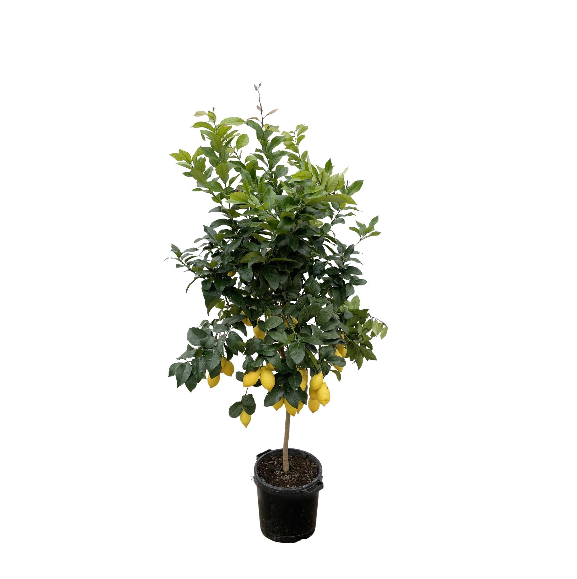 Zitronenbaum - Citrus Lemon | 200cm | Ø40 cm