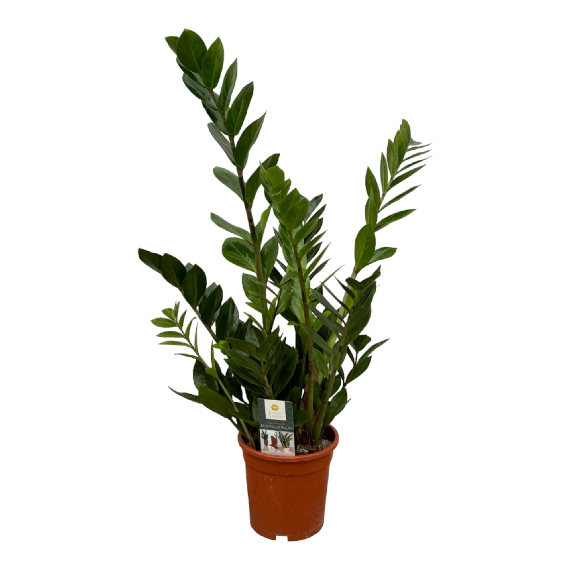 Glücksfeder - Zamioculcas | 75 cm | Ø17cm