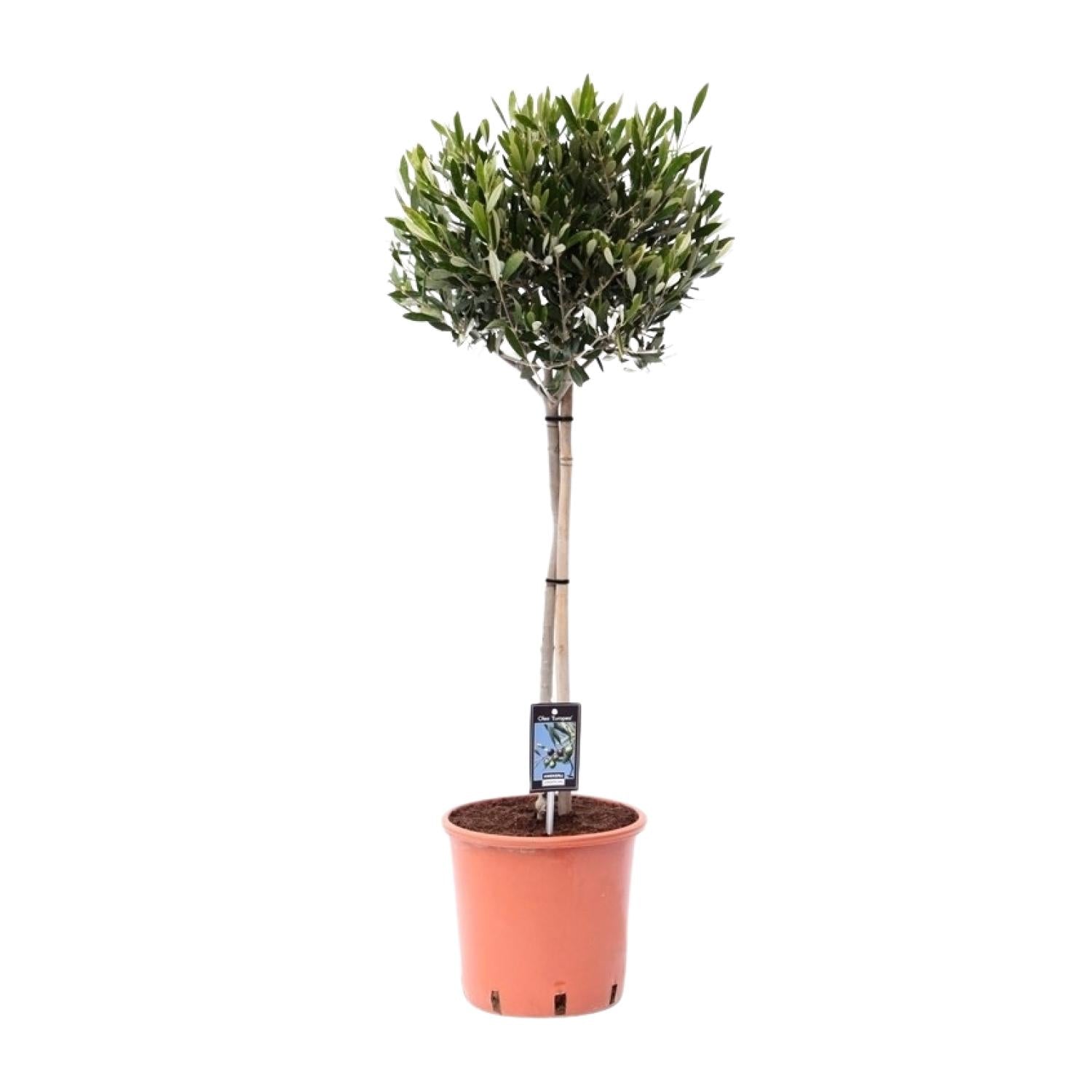 Olivenbaum – Olea europaea | 100cm | Ø22cm