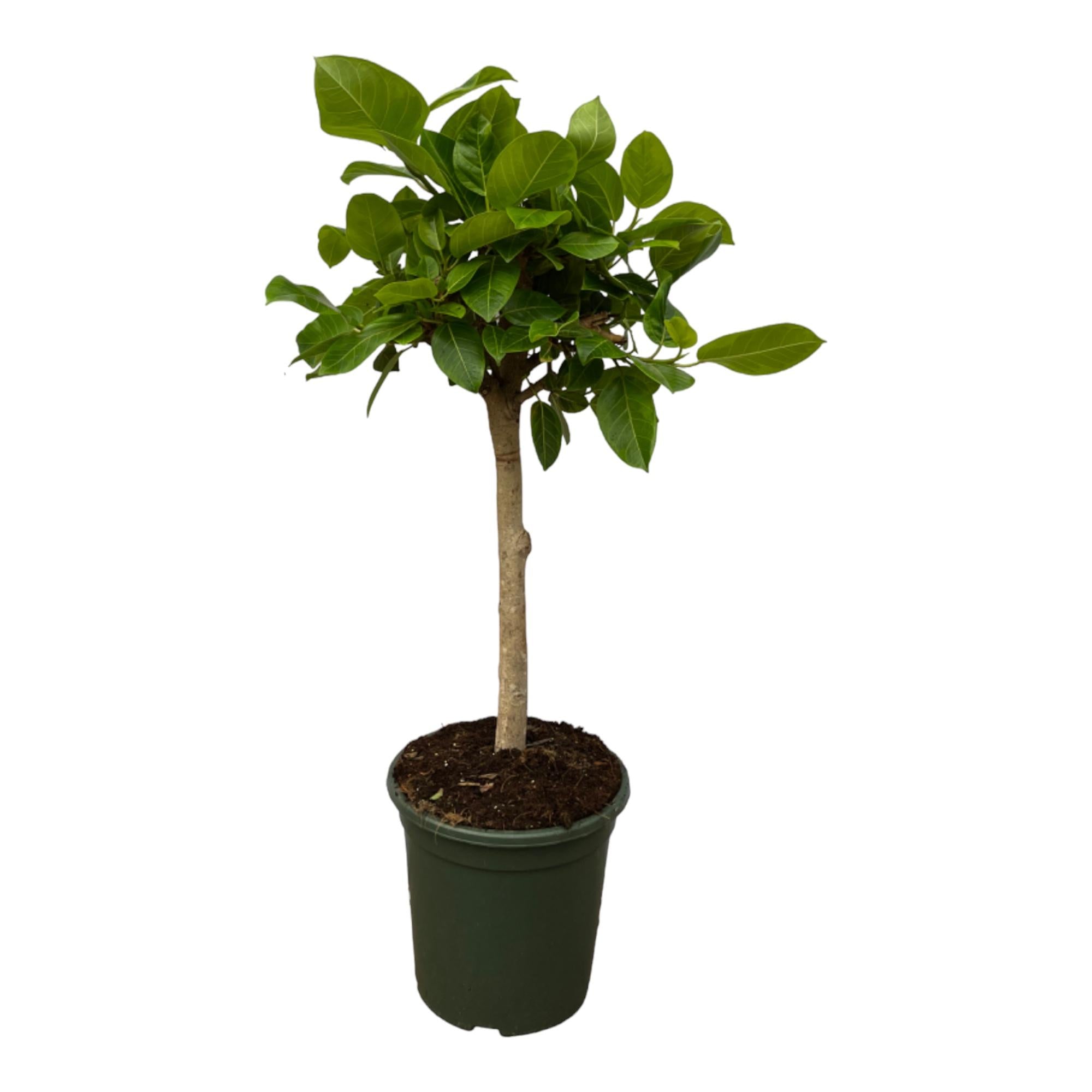 Panaschierter Gummibaum - Ficus Altissimo variegata | 130 cm | Ø33cm