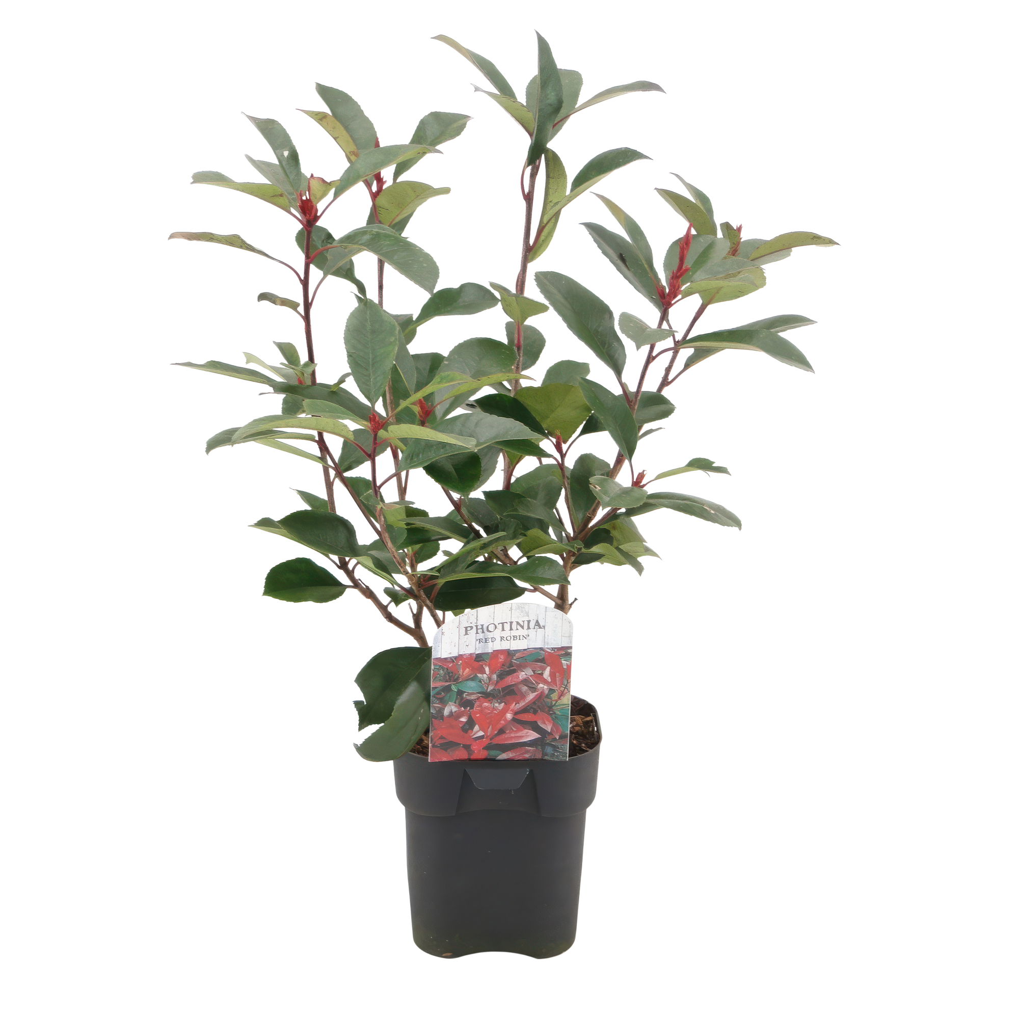 6x Glanzmispel - Photinia fraseri Red Robin | 6 Pflanzen - 1 laufender Meter | Topf 17cm - Höhe 55cm