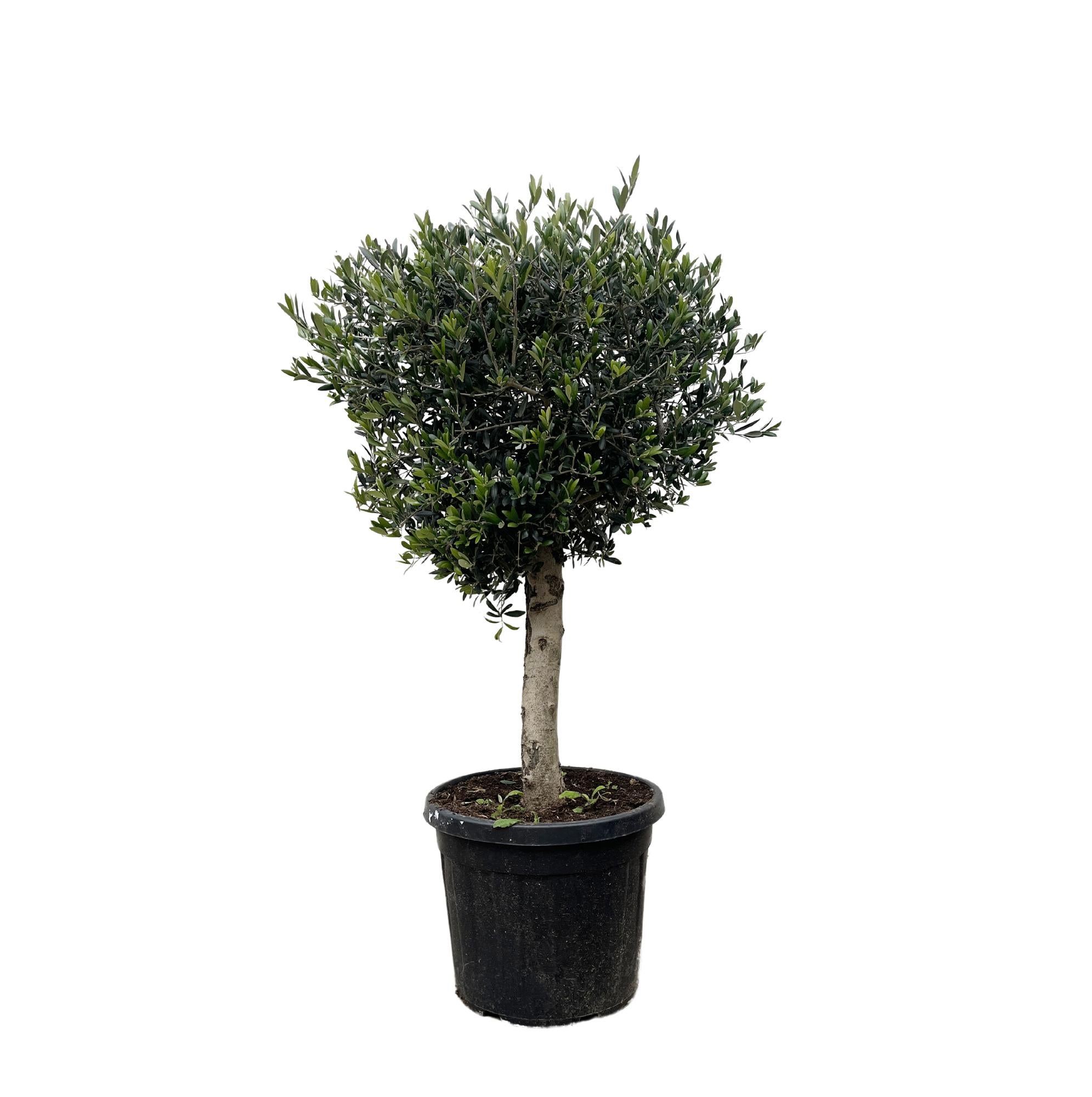 Lorbeer-Olivenbaum - Olea Europaea Lorc | 180cm | Ø50