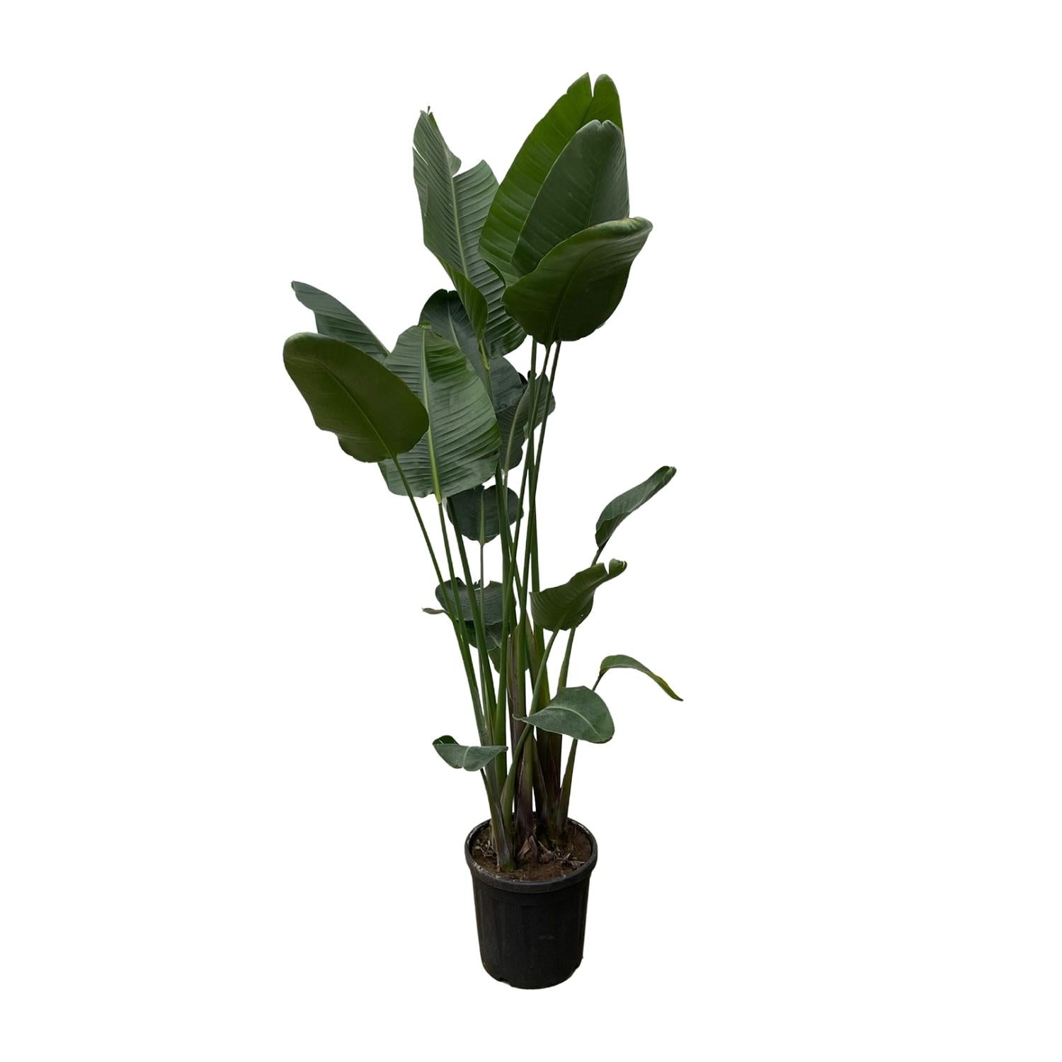 XXL Paradiesvogelblume - Strelitzia Nicolai | 250 cm | Ø50 cm
