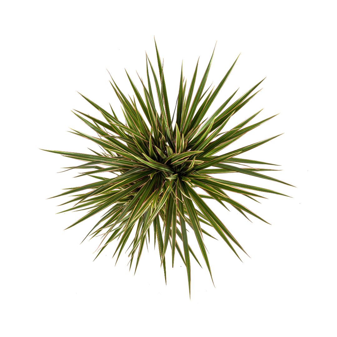 Drachenbaum - Dracaena Marginata Bicolor | 50 - 70cm | Ø17cm