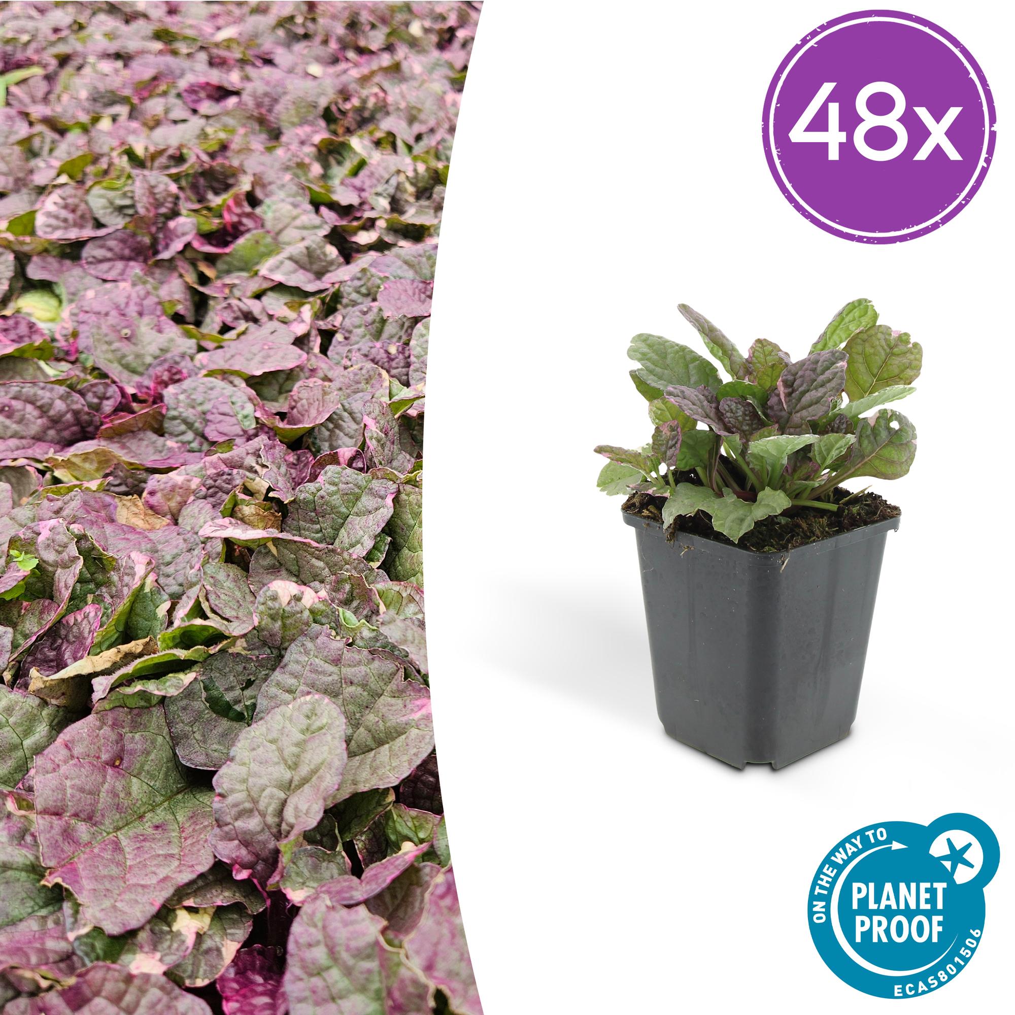 48x Kriechender Günsel - Ajuga reptans 'Burgundy Glow' | ↕10-25cm | Ø9cm