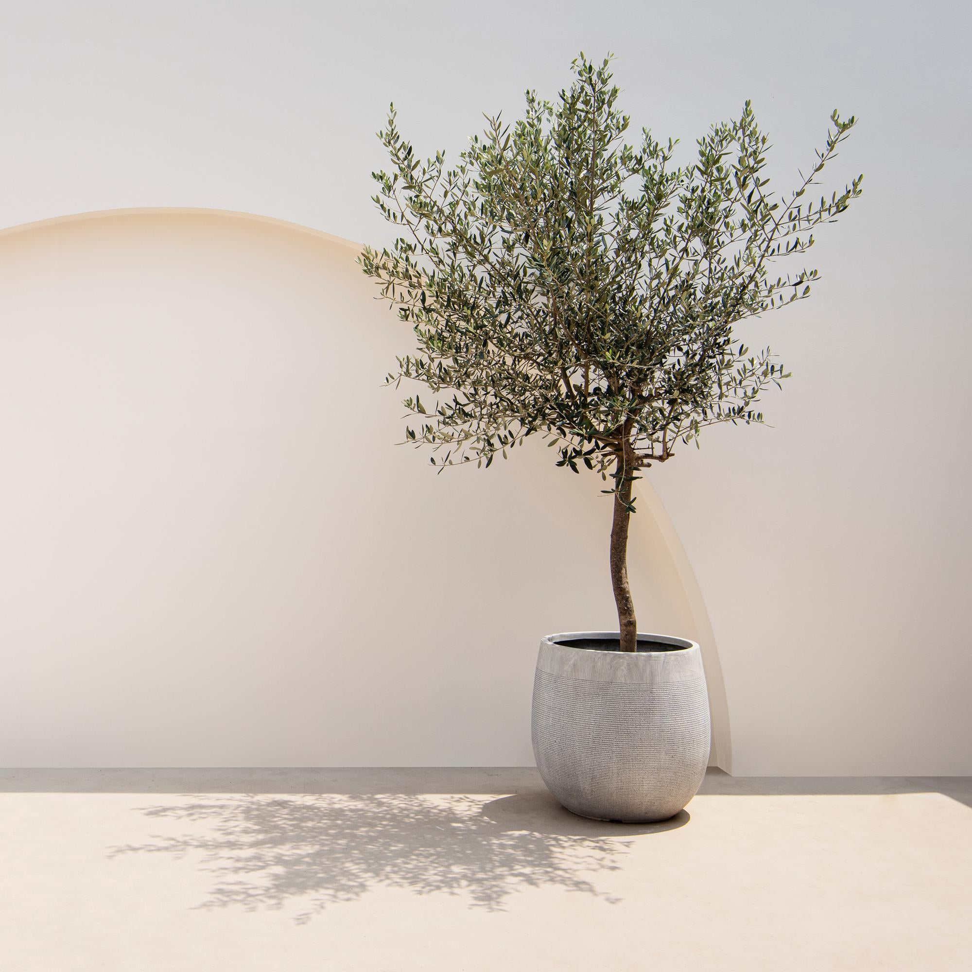 Olivenbaum – Olea europaea | 90 cm | Ø 19 cm