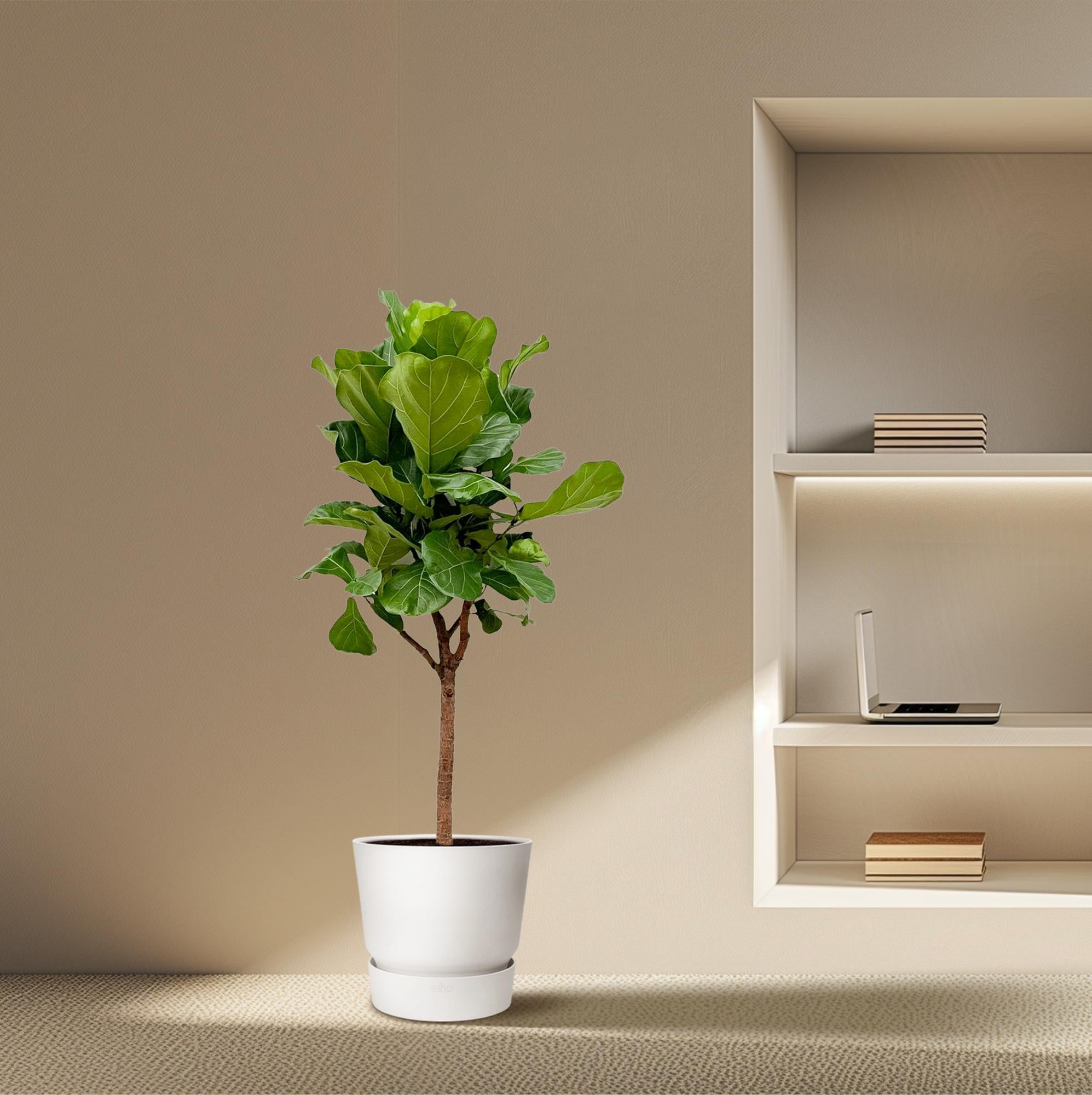 Geigen-Feige Baum – Ficus Lyrata | 180 cm | Ø30 cm