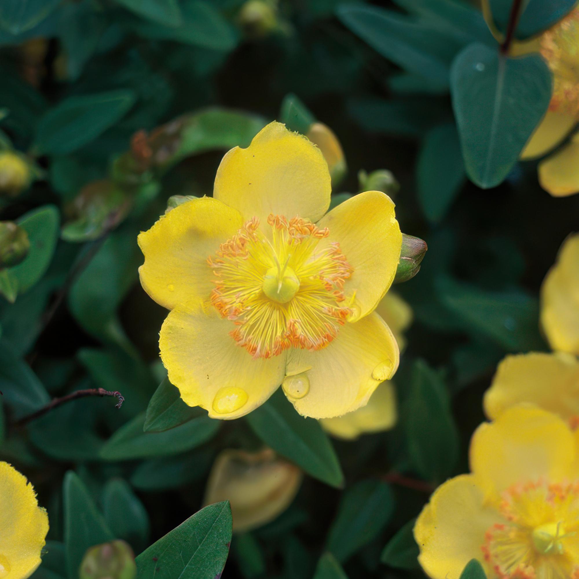 24x Großblütiges Johanniskraut - Hypericum calycinum | 10-25cm | Ø9cm