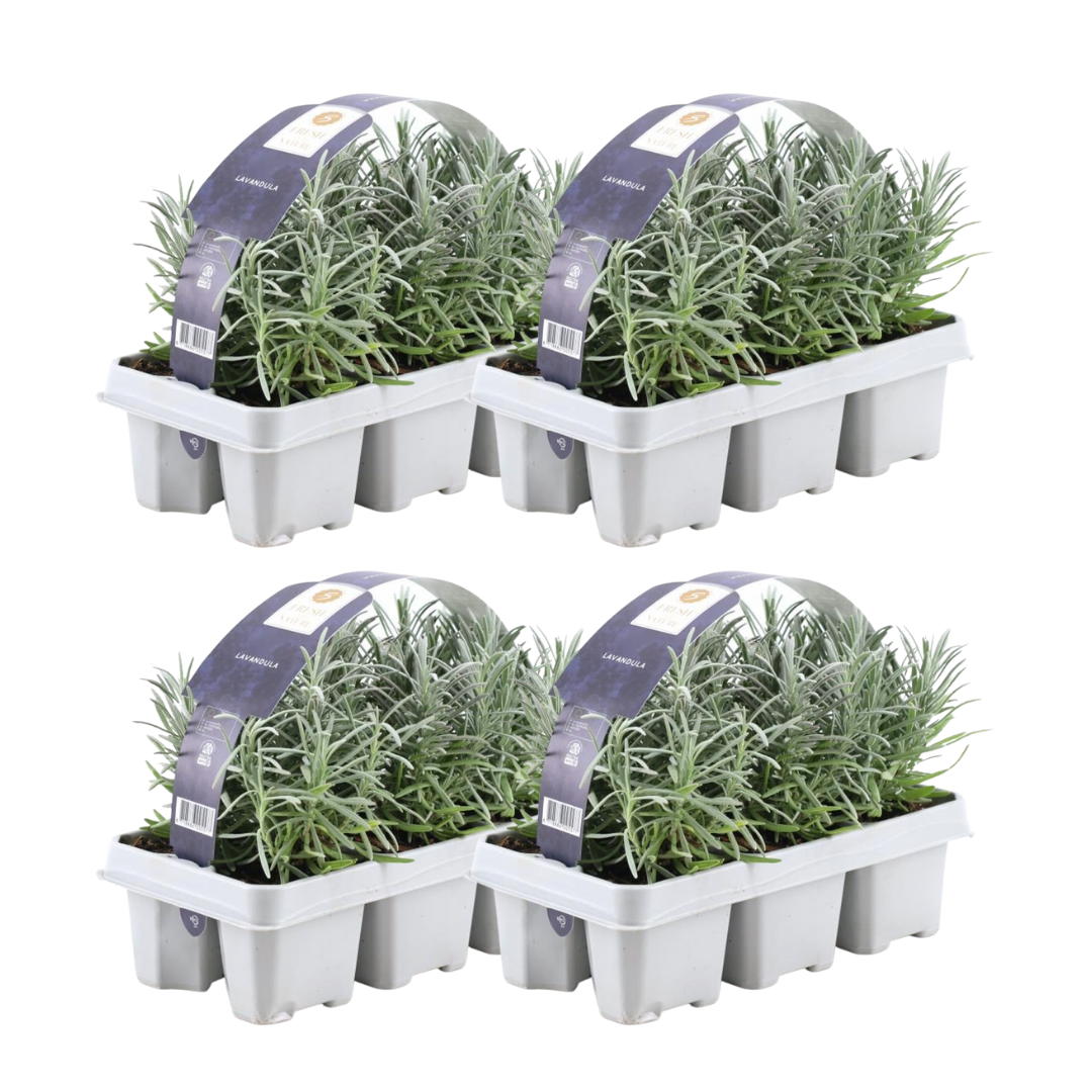 24x Lavendel – Lavandula angustifolia | Ø 7 cm | ca. 15 cm