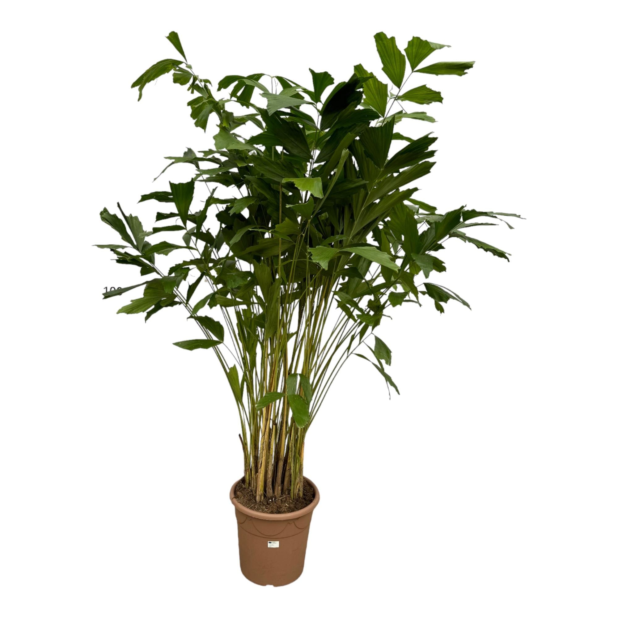 XXL Fischschwanzpalme - Caryota Mitis | 250 cm | Ø32cm
