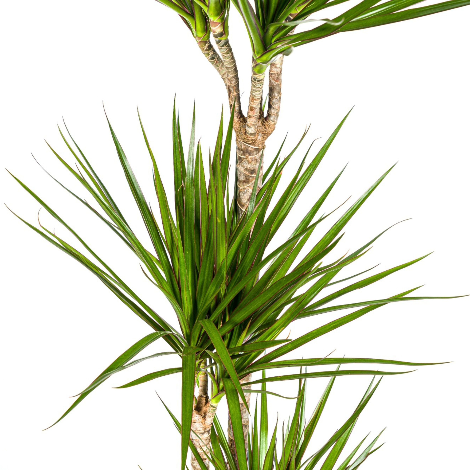 Dracaena Marginata Green | 130 - 150cm | Ø24cm