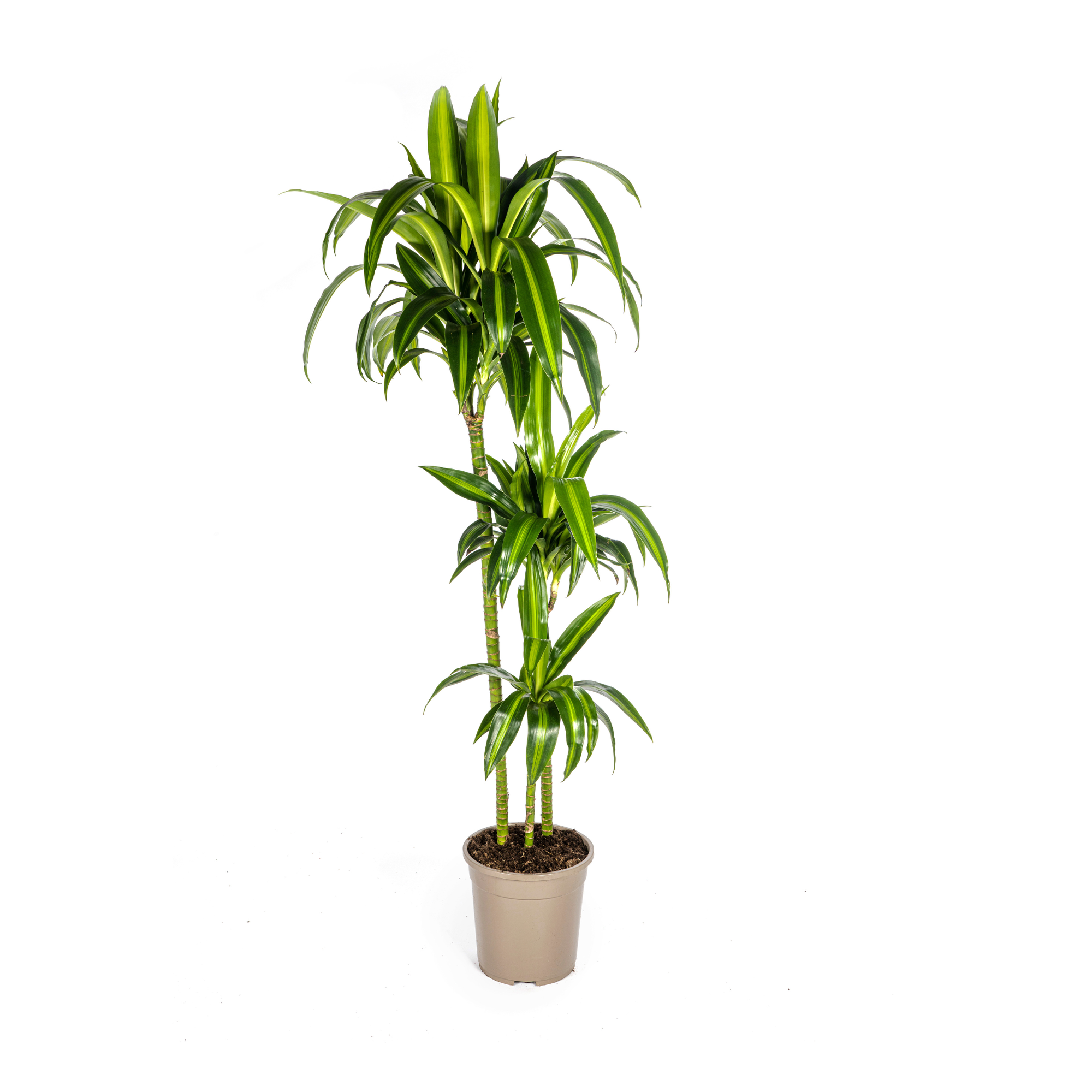 Drachenbaum - Dracaena Deremensis Hawaiian Sunshine | 130 - 150cm | Ø24cm