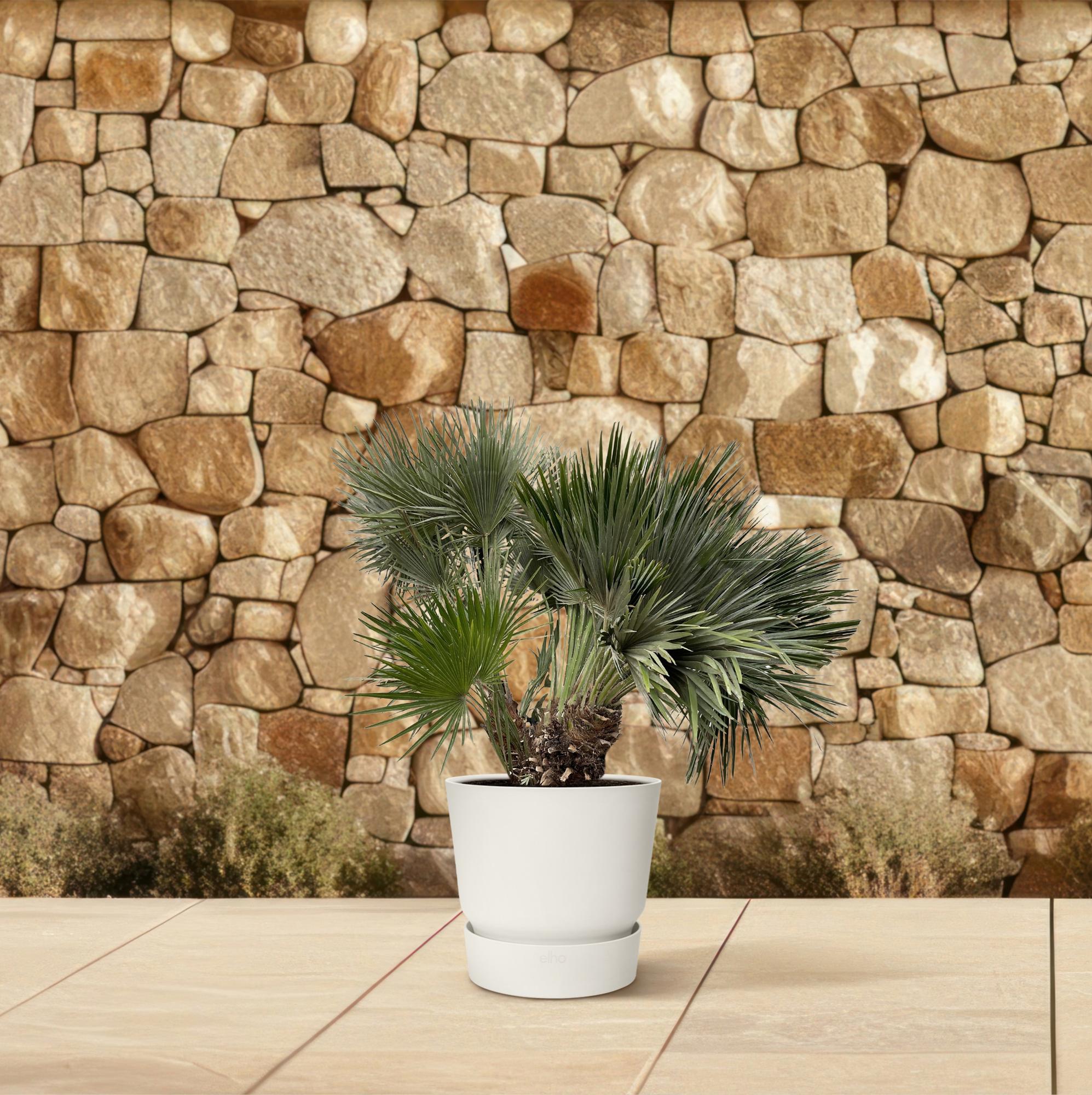Chamaerops Humilis compact - Europäische Zwergpalme | 120 cm | Ø80 cm