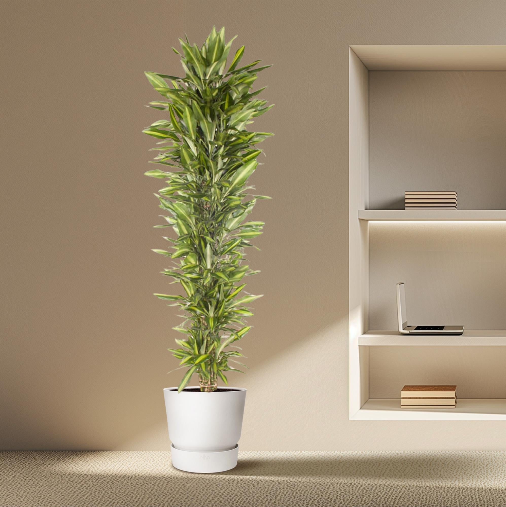 Drachenbaum verzweigt – Dracaena Cintho | 210cm | Ø40cm