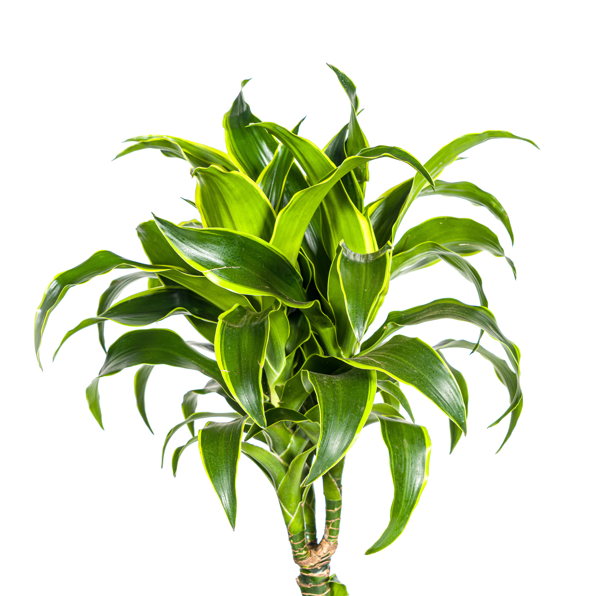 Goldener Drachenbaum - Dracaena Deremensis Dorado | 120 - 140cm | Ø24cm
