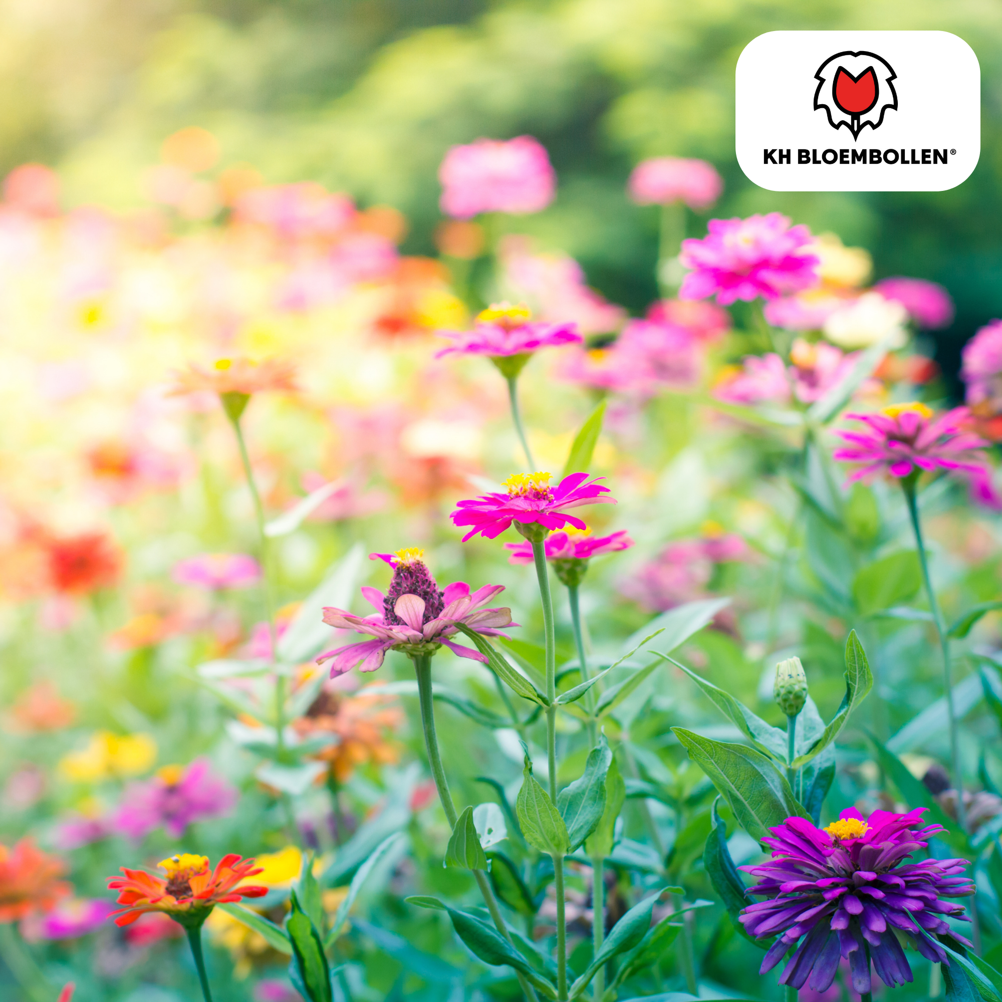 Wildblumen-Saatgutmischung – 100 g | Für Bienen, Schmetterlinge & Biodiversität | ca. 30–50 m²